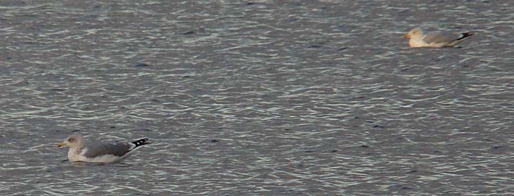 LWHG with very dark grey mantle and 'medium' degree of head streaking