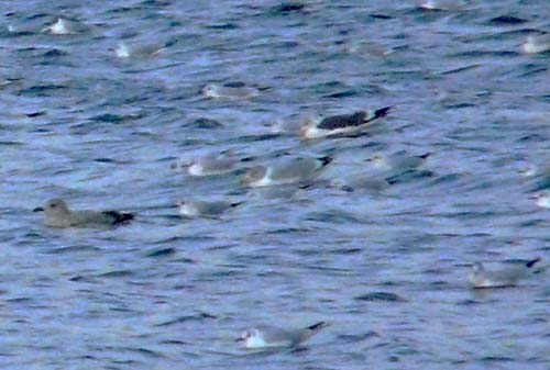 Herring Gull with well-demarcated 'hood' of streaks