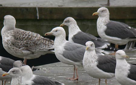 Caspian Gull or hybrid, Warks, Nov 2008