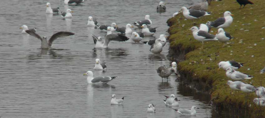 Presumed hybrid LWHG with yellow legs