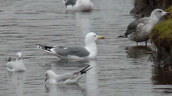 Presumed hybrid LWHG with yellow legs