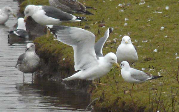 Presumed hybrid LWHG with yellow legs