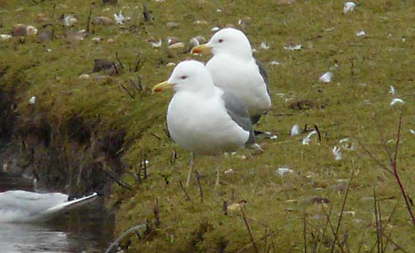 Presumed hybrid LWHG with yellow legs