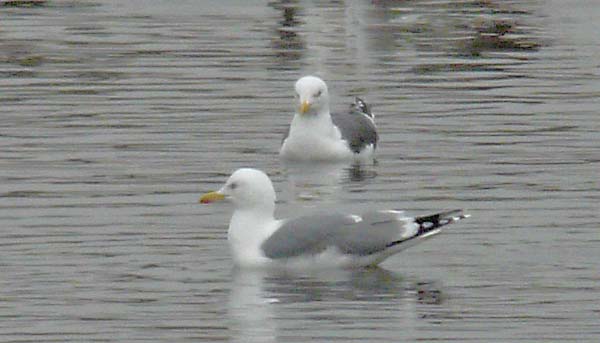 Presumed hybrid LWHG with yellow legs
