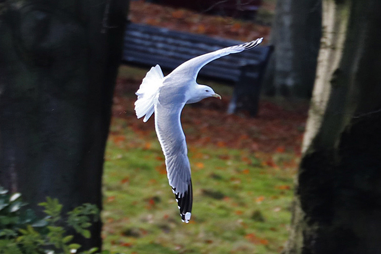 LWHG, Moseley, West Midlands, Nov 2019