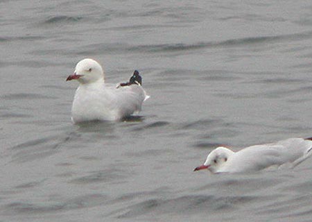 Silver Gull, Draycote, Warks, September 2003