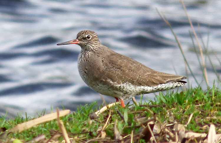 Redshank, Warks, March 2026