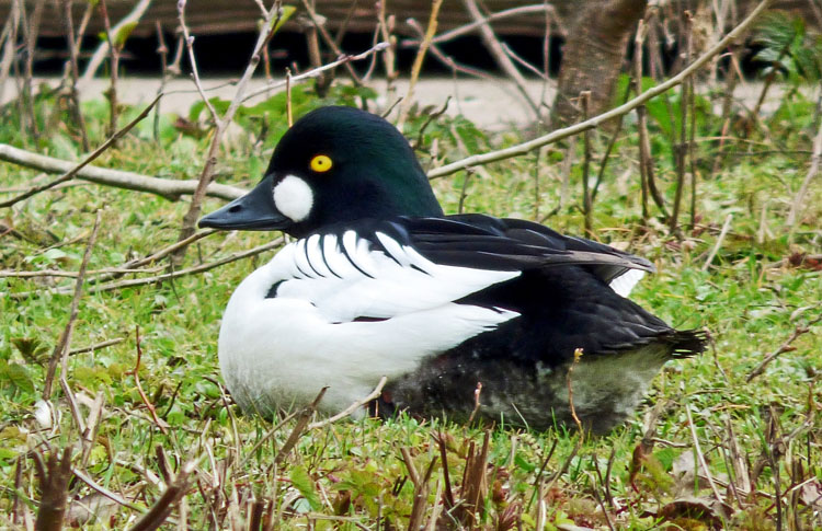 Goldeneye, Warks, March 2026