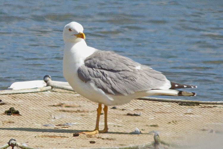Yellow-legged Gull, 19 cy, Warks, July 2026